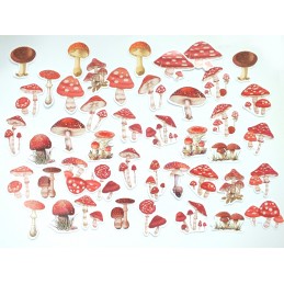 LOT DE 45 STICKERS  ( pack de 4 * 4 cm ): illustrations champignon amanite phalloide  