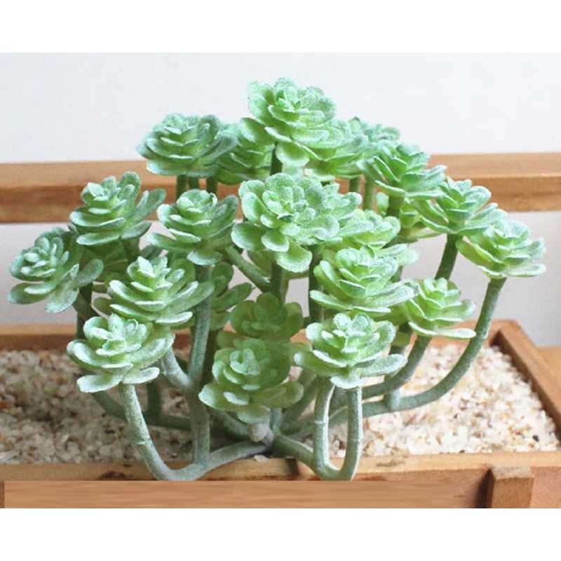 MINIATURE PVC : plante succulente Cremneria hauteur 13cm 