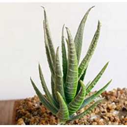 MINIATURE PVC : plante succulente Aloe aristata hauteur 12cm