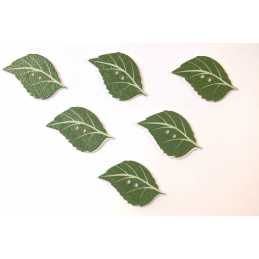 LOT 6 BOUTONS BOIS : feuille 34*21mm (03) 