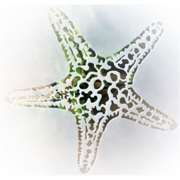 POCHOIR PLASTIQUE 13*13cm : etoile de mer (01) 